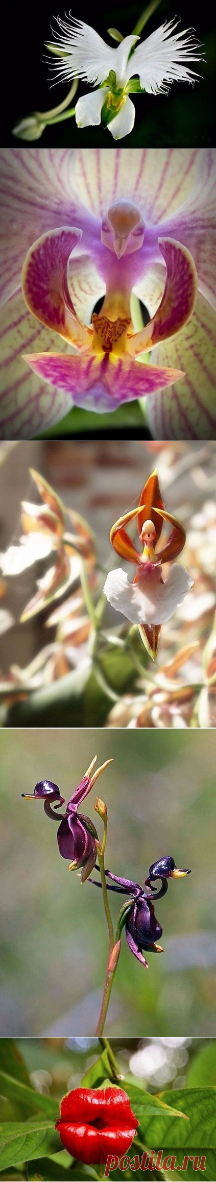 (16) Однокласники