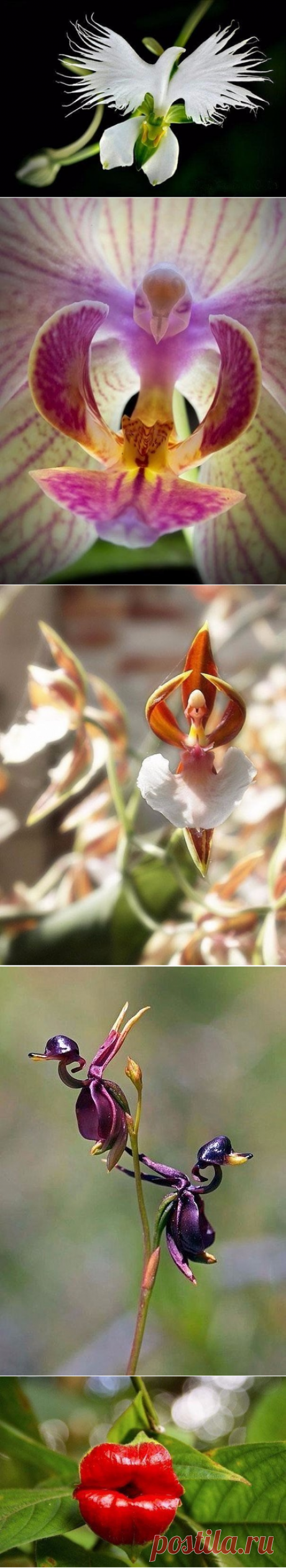 (16) Однокласники