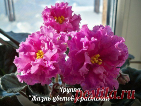 фиалка