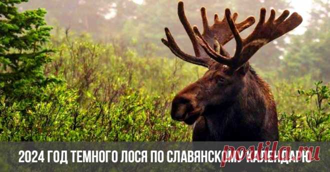 2024 год Темного Лося по славянскому календарю &raquo; Женский Мир