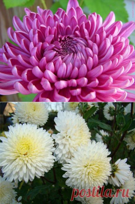 Что нужно, чтобы хризантемы радовали вас осенью | РОЗЫ