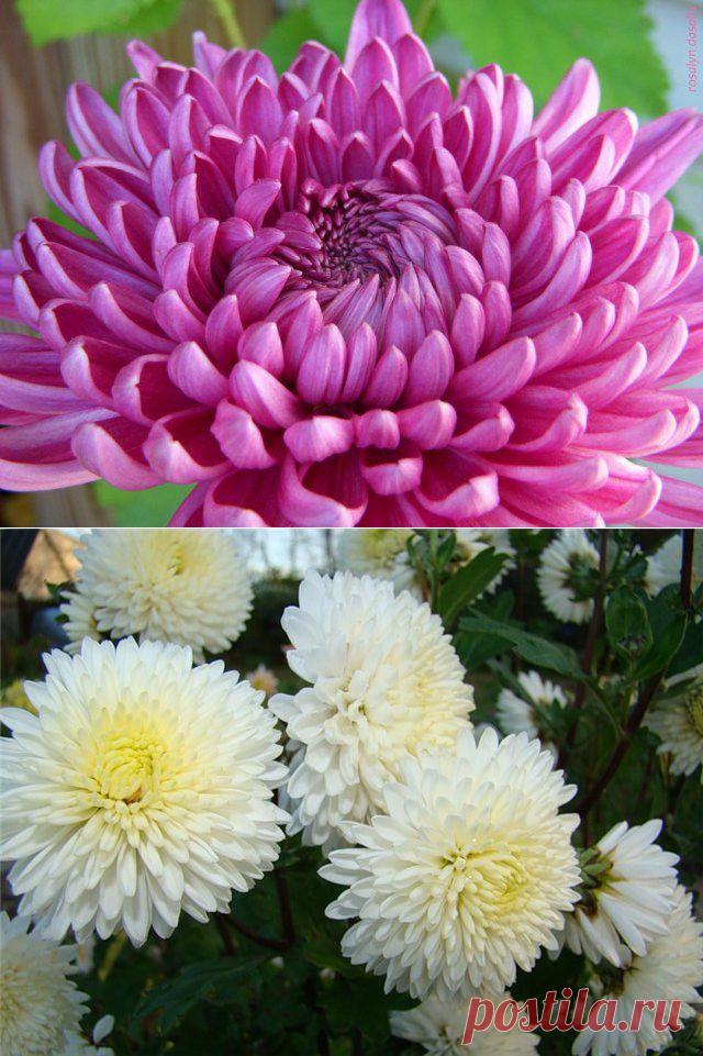Что нужно, чтобы хризантемы радовали вас осенью | РОЗЫ