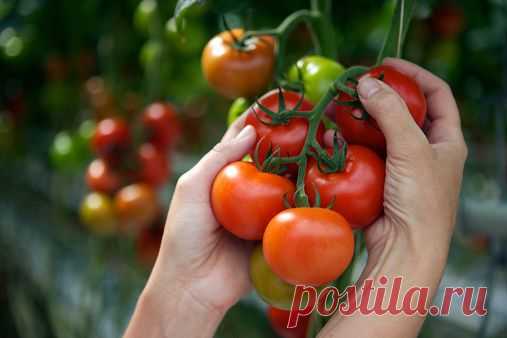 (32) Одноклассники