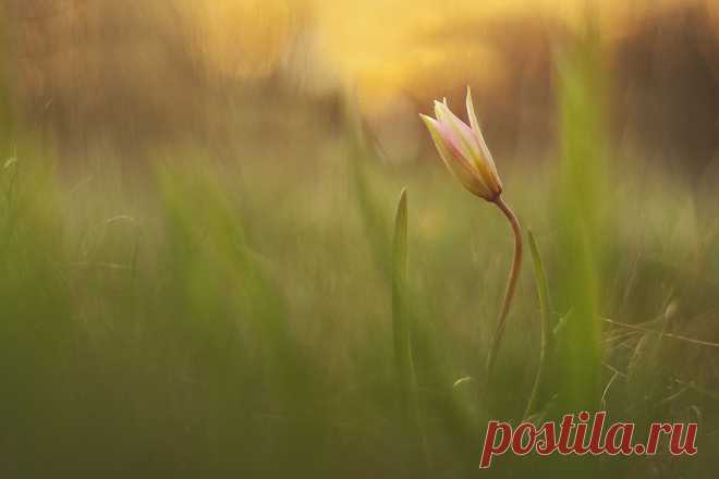 35PHOTO - Роман Рысь - Окунувшись в тепло заката