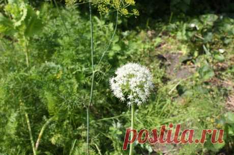 МОЖНО ЛИ ЗАМОРАЖИВАТЬ ЗЕЛЕНЬ И ЛУК? ДОСТОВЕРНО О ЗАМОРОЗКЕ