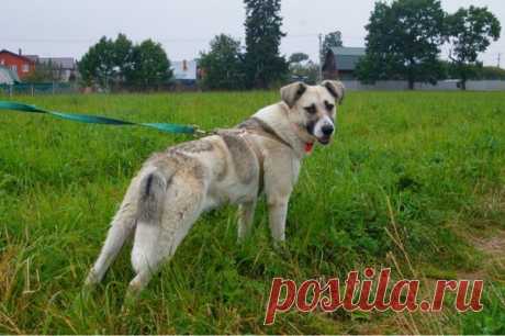 Молодая собачка Грэя, в ответственные руки – ЗАЩИТИМ И ПОМОЖЕМ., пользователь Zagadka S | Группы Мой Мир