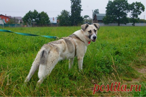 Молодая собачка Грэя, в ответственные руки – ЗАЩИТИМ И ПОМОЖЕМ., пользователь Zagadka S | Группы Мой Мир