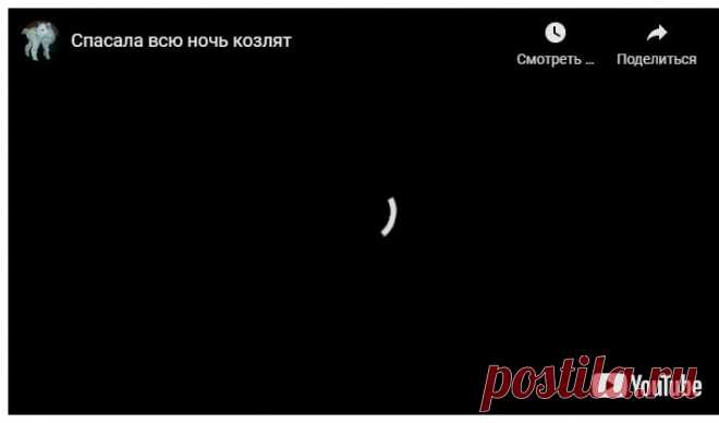 Спасала всю ночь козлят &#8212; Усадьба Белая Коза