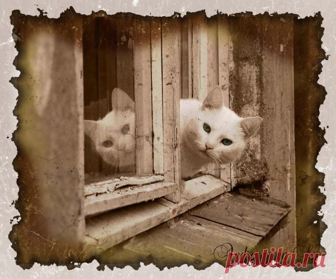 Яндекс.Фотки