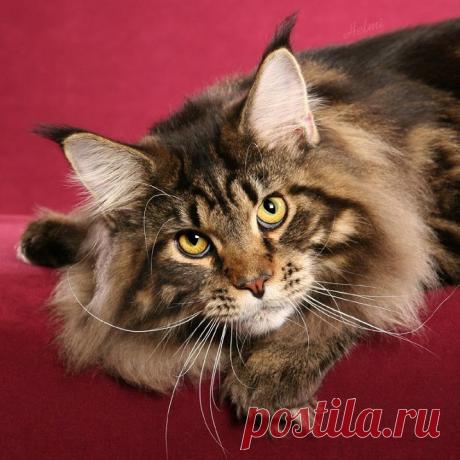 Коты породы мейн-кун
