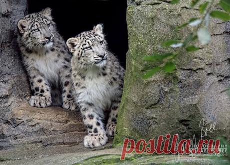 Wildlife Conservation Network