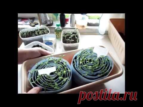 Что выросло у меня в улитке. Моя рассада томатов.  Обзор, первая подкормка, подсыпка