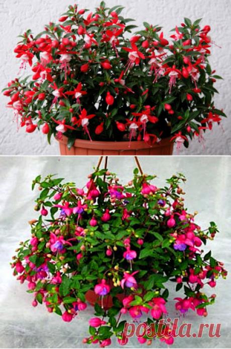 Фуксия (Fuchsia). Фото комнатных сортов