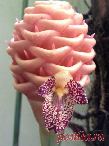 Beehive Ginger Flowers Улей имбирный цветок