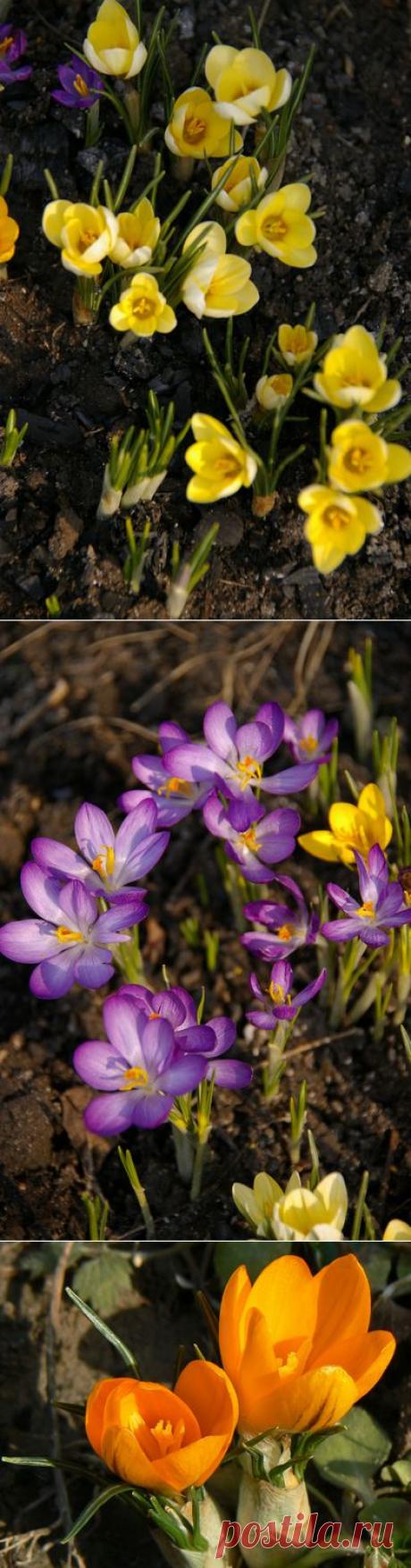 Ответы@Mail.Ru: крокусы, как развести? когда и как сажать?