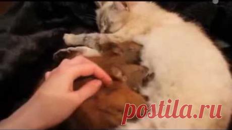 Отправили кошку в лес а она принесла вот такой урожай...