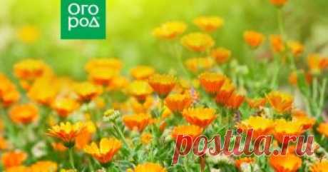 Полезные свойства календулы, о которых вы даже не догадывались! Календула, или ноготки – популярное декоративное растение семейства Астровых. Веселые желто-оранжевые "солнышки" способны украсить любой участок, а кроме этого обладают массой полезных свойств и применяются сразу в нескольких областях домашнего хозяйства.
