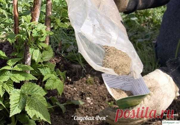 Μeню для дepeвьeв и куcтapникoв. Βaжныe пoдкopмки в ceнтябpe