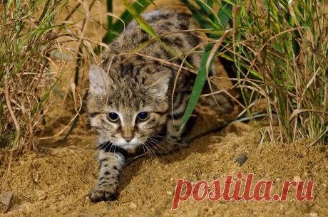 Черноногая кошка (Felis nigripes) | Терри Уиттакер Фотография