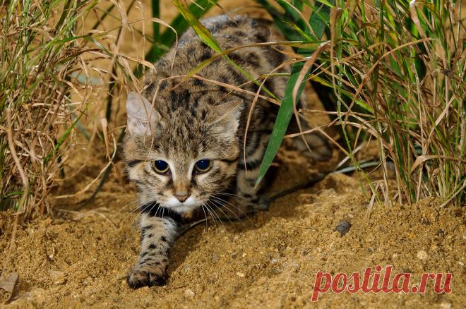 Черноногая кошка (Felis nigripes) | Терри Уиттакер Фотография