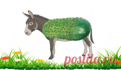 5 обыденных слов из персидского языка, которые использует в речи каждый русский | Беречь речь | Яндекс Дзен