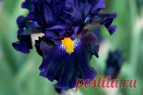 Водный сад ирисов в Японии (The water garden iris Suigo Sawara)