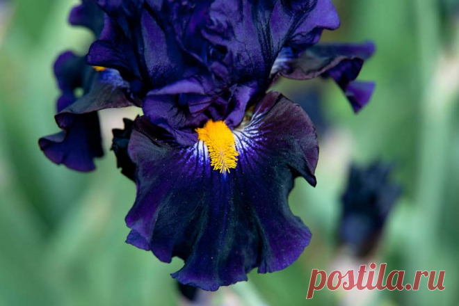 Водный сад ирисов в Японии (The water garden iris Suigo Sawara)