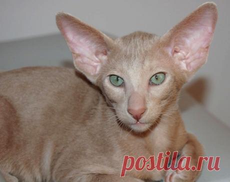 Ориентальная кошка - 83 фото крайне разговорчивой породы