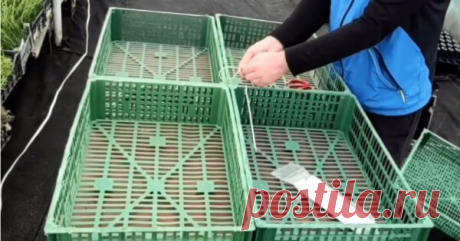 Самый удобный и простой мобильный парник, все сорта как по полочкам