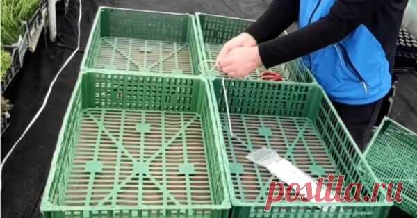 Самый удобный и простой мобильный парник, все сорта как по полочкам