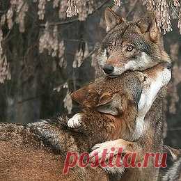 Живая природа