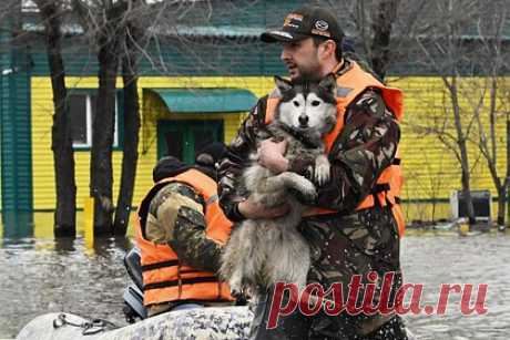 Уроженка затопленного Орска призвала ломать все в ее доме из-за поступка соседей. Уроженка затопленного Орска призвала «ломать и бить» все в ее доме из-за соседей, которые не выполнили данное ей обещание — присматривать за ее домашними питомцами. Об этом сообщают общественница Марина Ахмедова и пресс-служба движения «Кошкин дом». Россиянке пришлось искать волонтеров.