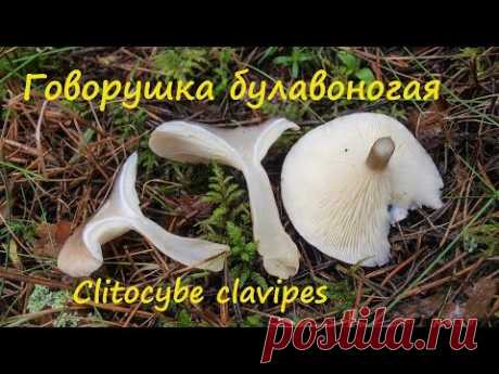 Говорушка булавоногая не дружит с алкоголем