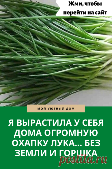 Как вырастить лук без горшка и земли