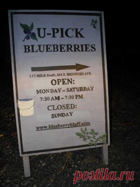 Blueberry Bluff - blueberry picking modesto