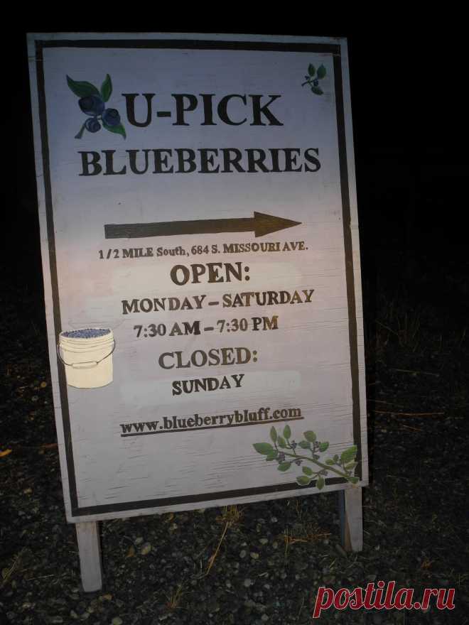 Blueberry Bluff - blueberry picking modesto