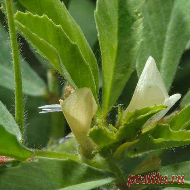 Лекарственное растение Пажитник сенной (Trigonella foenum-graecum). Однолетнее растение с сильным ароматом высотой 10-50 см. Корень мощный, стержневой. Побеги прямостоячие или лежащие на земле. Листья черешковые, тройчатые, листочки на концах зубчатые. Цветки бледно-желтые; венчик длиной около 1,8 см, у основания фиолетовый. Цветки одиночные или по 2 в пазухах листьев. Бобы длиной до 10 см, стоят перпендикулярно, прямые или слегка изогнуты, с клювиком длиной 2-3 см.