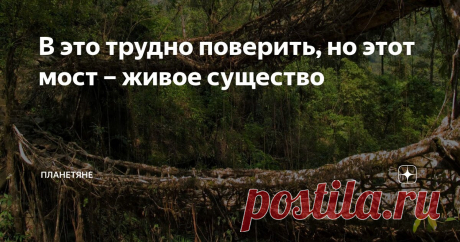 В это трудно поверить, но этот мост – живое существо Статья автора «Планетяне» в Дзене ✍: Привет, мои дорогие любители необычной земной природы. Сегодня у нас выпуск об удивительном примере гармоничного существования природы и человека.