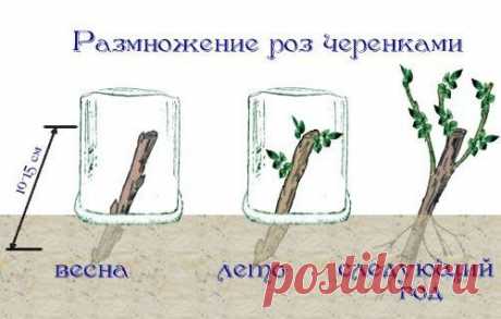 РАЗМНОЖЕНИЕ РОЗ ЧЕРЕНКАМИ