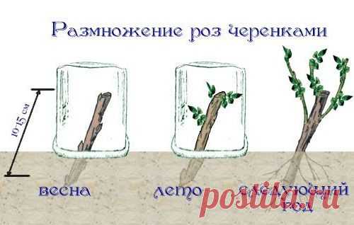 РАЗМНОЖЕНИЕ РОЗ ЧЕРЕНКАМИ
