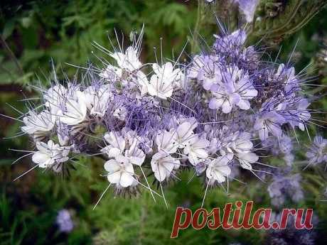 ФАЦЕЛИЯ — ПОЧВУ УДОБРЯЕТ, СОРНЯКИ УНИЧТОЖАЕТ 

Посев на зелёное удобрение 
Сеять фацелию можно в любые сроки с ранней весны до поздней осени, наилучшие сроки — июнь-июль. Для высева пакет семян смешать со стаканом сухого песка, разбросать по участку и заборонить. Оптимальная глубина заделки семян составляет 2-3 см. Расход семян 150–200 гр. на сотку. Перекопку почвы с оборотом пласта произвести по мере накопления зеленой массы в период цветения. 

За один сезон можно получи...