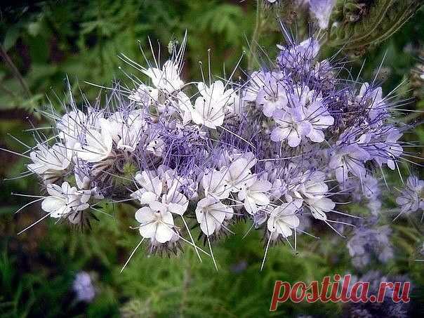 ФАЦЕЛИЯ — ПОЧВУ УДОБРЯЕТ, СОРНЯКИ УНИЧТОЖАЕТ 

Посев на зелёное удобрение 
Сеять фацелию можно в любые сроки с ранней весны до поздней осени, наилучшие сроки — июнь-июль. Для высева пакет семян смешать со стаканом сухого песка, разбросать по участку и заборонить. Оптимальная глубина заделки семян составляет 2-3 см. Расход семян 150–200 гр. на сотку. Перекопку почвы с оборотом пласта произвести по мере накопления зеленой массы в период цветения. 

За один сезон можно получи...