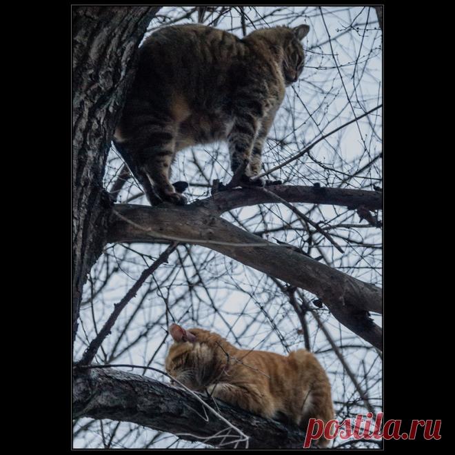 Фотографія Весна. КОТЫ прилетели)) / Дмитрий Домбровский / photographers.ua