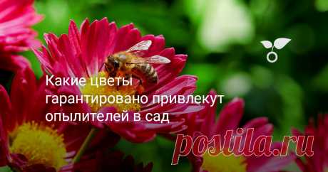 Привлечь насекомых в свой сад и заставить вновь и вновь возвращаться в него или даже поселиться на ПМЖ можно разными способами. И самый эффективный – с помощью цветущих растений.