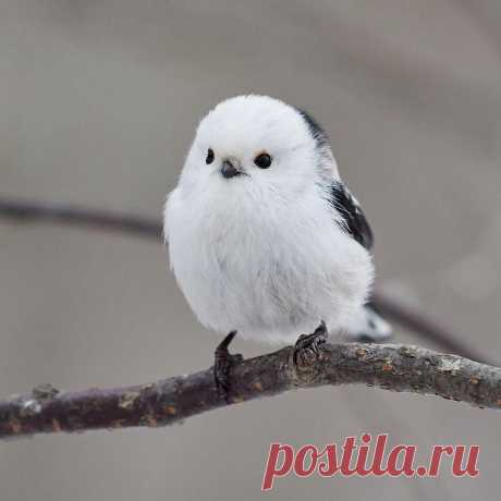 Потрясающие птицы: фоторепортаж