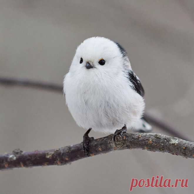 Потрясающие птицы: фоторепортаж