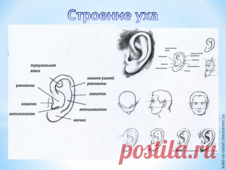 Мастер-класс: делаем реалистичное ухо для куклы в технике «скульптурный текстиль» | Журнал Ярмарки Мастеров