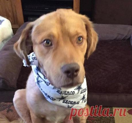 Бедный золотистый ретривер спрятался от разъяренных собратьев и ждал помощи…