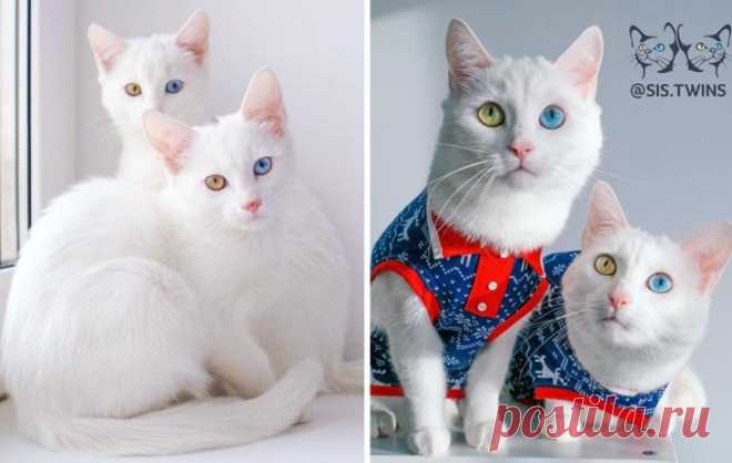 18 кошек, которые выросли и превратились из маленьких котят в величественных котяр