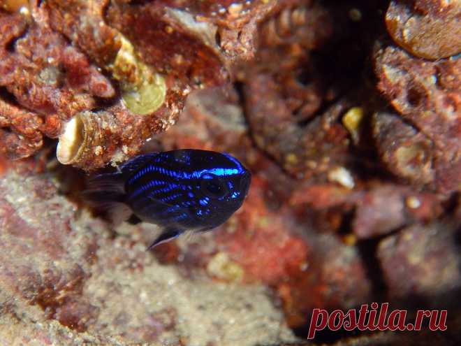Малек морской ласточки (Chromis chromis).